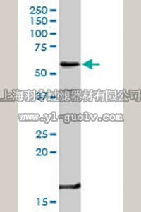 merck millipore,默克密理博,AP1157,Anti-TNFRSF1B Rabbit pAb