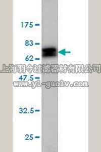merck millipore,默克密理博,AP1160,Anti-NDRG1 Mouse mAb (2D7)