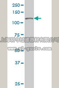 merck millipore,默克密理博,AP1163,Anti-TP53BP2 Mouse mAb (3F8)