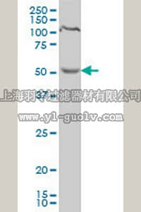 merck millipore,默克密理博,AP1164,Anti-PDCD7 Mouse mAb (3H5)