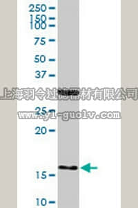 merck millipore,默克密理博,AP1165,Anti-FIS1 Mouse mAb (1G9)