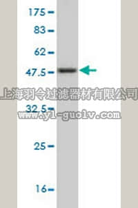 merck millipore,默克密理博,AP1166,Anti-NGFRAP1 Mouse mAb (4E5)