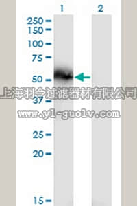 merck millipore,默克密理博,AP1167,Anti-TNS4 Mouse mAb (3B8)