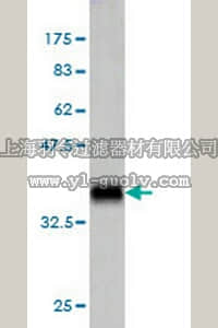 merck millipore,默克密理博,AP1168,Anti-TNFSF14 Mouse mAb (4E3)