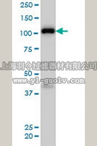 merck millipore,默克密理博,AP1173,Anti-EPHA4 Mouse mAb (6H7)