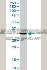 merck millipore,默克密理博,AP1175,Anti-ING4 Rabbit pAb