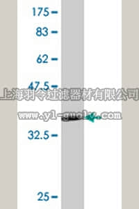 merck millipore,默克密理博,AP1179,Anti-TLR4 Mouse mAb (1H7)