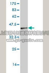 merck millipore,默克密理博,AP1180,Anti-TLR5 Mouse mAb (4F7)