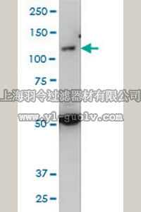 merck millipore,默克密理博,AP1181,Anti-TLR7 Mouse mAb (2C9)