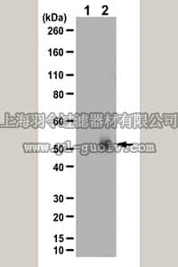 merck millipore,默克密理博,AP510B,Sheep Anti-Rabbit IgG, Biotin-SP Conjugate Antibody