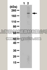 merck millipore,默克密理博,AP512,Sheep Anti-Human IgM, (Fc) Antibody
