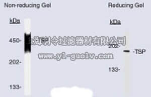 merck millipore,默克密理博,BA24,Anti-Thrombospondin (Ab-3) Mouse mAb (A6.1)