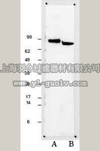 merck millipore,默克密理博,CA1016,Anti-Hsp90α Rabbit pAb