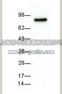merck millipore,默克密理博,CA1023,Anti-Hsp90α Mouse mAb (EMD-17D7)