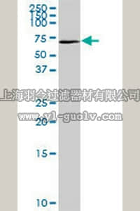 merck millipore,默克密理博,CA1037,Anti-NR0B1 Rabbit pAb