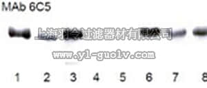 merck millipore,默克密理博,CB1001,Anti-GAPDH Mouse mAb (6C5)