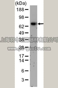 merck millipore,默克密理博,CB1015,Anti-GTAP Rabbit pAb