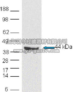 merck millipore,默克密理博,CB1018,Anti-EMI1 Rabbit pAb