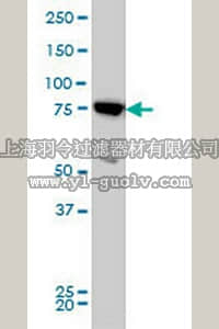 merck millipore,默克密理博,CB1020,Anti-MFN2 Mouse mAb (4H8)