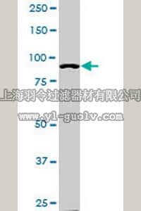 merck millipore,默克密理博,CB1024,Anti-ACTN4 Mouse mAb (4D10)