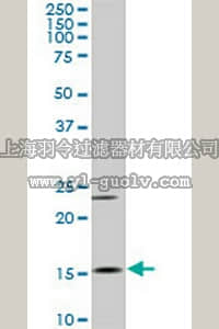 merck millipore,默克密理博,CB1032,Anti-MYL6 Mouse mAb (1D6)