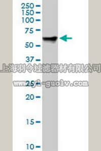 merck millipore,默克密理博,CB1041,Anti-RDX Mouse mAb (1E12)