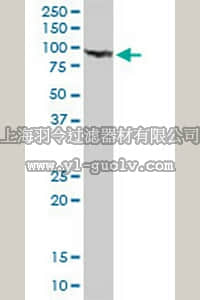 merck millipore,默克密理博,CB1043,Anti-GSN Rabbit pAb