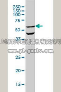 merck millipore,默克密理博,CB1044,Anti-OCLN Mouse mAb (1G7)