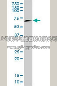 merck millipore,默克密理博,CB1045,Anti-OCLN Mouse pAb