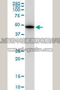 merck millipore,默克密理博,CB1052,Anti-TUBB2A Mouse mAb (2B2)