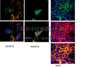 merck millipore,默克密理博,CBL1348,Anti-Integrin beta1 Antibody, clone HM beta 1.1