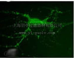 merck millipore,默克密理博,CP35,Anti-PSD-95 (Ab-2) Mouse mAb (7E3-1B8)
