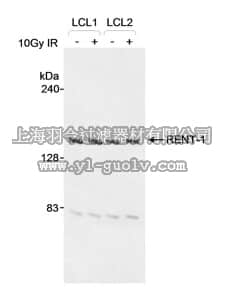 merck millipore,默克密理博,DR1015,Anti-RENT1 Goat pAb