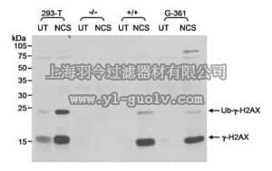 merck millipore,默克密理博,DR1017,PhosphoDetect™ Anti-H2AX (pSer¹³⁹) Rabbit pAb