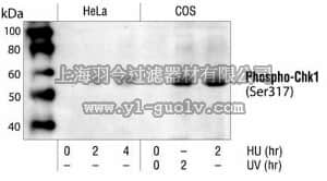merck millipore,默克密理博,DR1025,PhosphoDetect™ Anti-Chk1 (pSer³¹⁷) Rabbit pAb