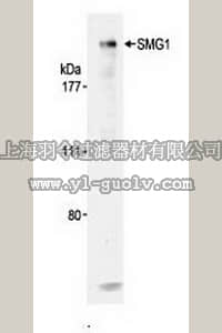 merck millipore,默克密理博,DR1035,Anti-SMG1 Rabbit pAb