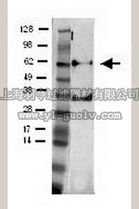 merck millipore,默克密理博,DR1037,Anti-Plk1 Mouse mAb (35-206)