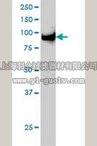 merck millipore,默克密理博,DR1047,Anti-UHRF1 Mouse mAb (3A11)