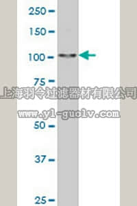 merck millipore,默克密理博,DR1052,Anti-SALL4 Mouse mAb (6E3)