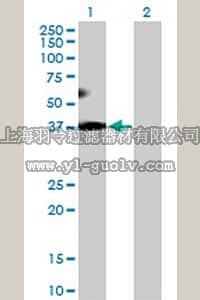 merck millipore,默克密理博,DR1054,Anti-EIF2S1 Rabbit pAb
