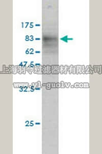 merck millipore,默克密理博,DR1057,Anti-SQSTM1 Mouse mAb (2C11)