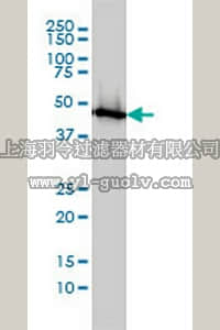 merck millipore,默克密理博,DR1061,Anti-ENO1 Mouse mAb (8G8)