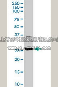 merck millipore,默克密理博,DR1071,Anti-TFAM Rabbit pAb
