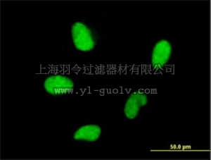 merck millipore,默克密理博,DR1073,Anti-HMGA2 Mouse mAb (2D10) merck millipore,默克密理博,DR1073,Anti-HMGA2 Mouse mAb (2D10)