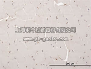 merck millipore,默克密理博,DR1077,Anti-ARX Mouse mAb (4H8)