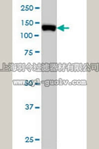 merck millipore,默克密理博,DR1080,Anti-MCM2 Mouse mAb (6A8)