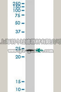 merck millipore,默克密理博,DR1088,Anti-TWIST1 Rabbit pAb