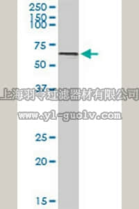 merck millipore,默克密理博,DR1092,Anti-GATA2 Rabbit pAb