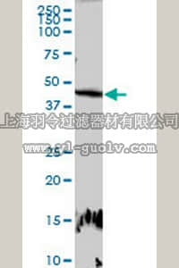 merck millipore,默克密理博,DR1095,Anti-E2F2 Rabbit pAb