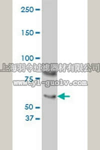 merck millipore,默克密理博,DR1105,Anti-CRY1 Mouse mAb (4H4-1C4)